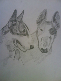 Бультерьеры