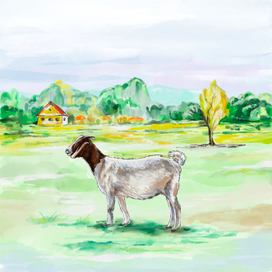 Иллюстрация «Коза»