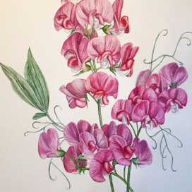 Горошек декоративный