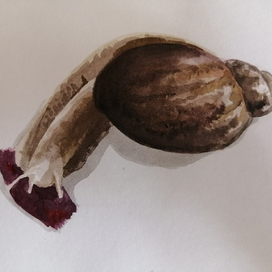 Улитка со свёклой