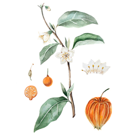 Ботаническая иллюстрация "Физалис"