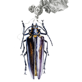 Реликтовый дровосек