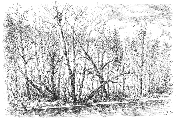 Лес в декабре