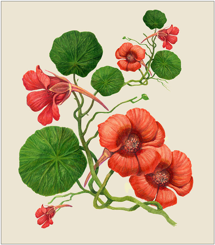 Настурция/для альбома/2017