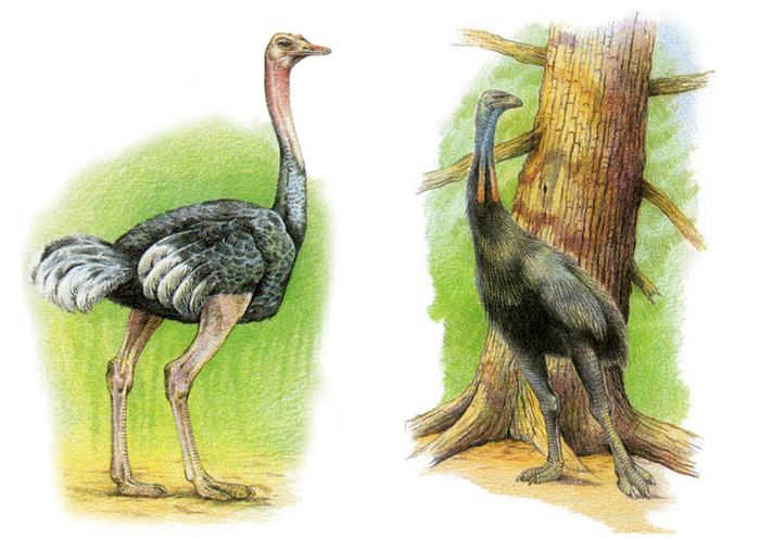 Азиатский страус; Эпиорнис