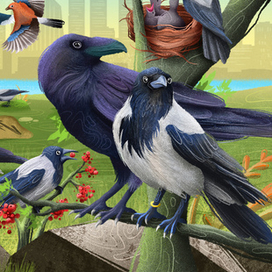 Врановые для Чевостика