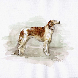 собака Русская борзая 