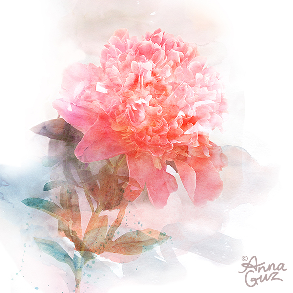 Пион. акварельный этюд