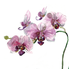 Портрет орхидеи.