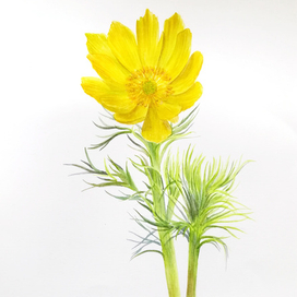 адонис весенний