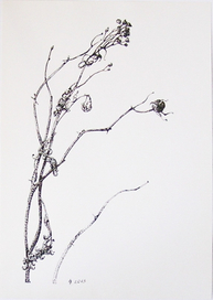 Графика. тушь, перо.