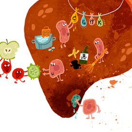 Здоровая печень