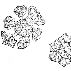 шишка кипариса