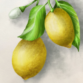 Ветка с лимонами
