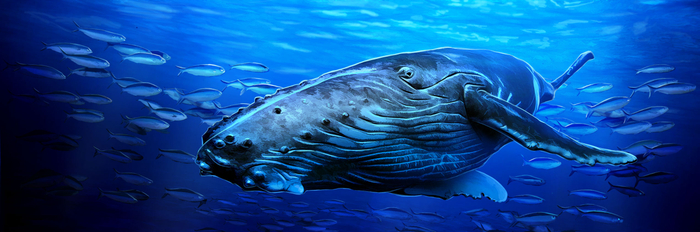 морские обитатели