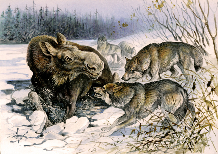 Тонкий лед.