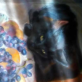 фрукты...кошки...фрукты