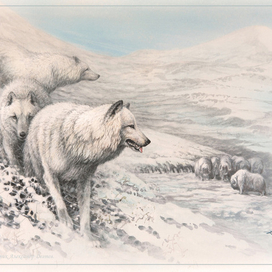 Белые и пушистые...