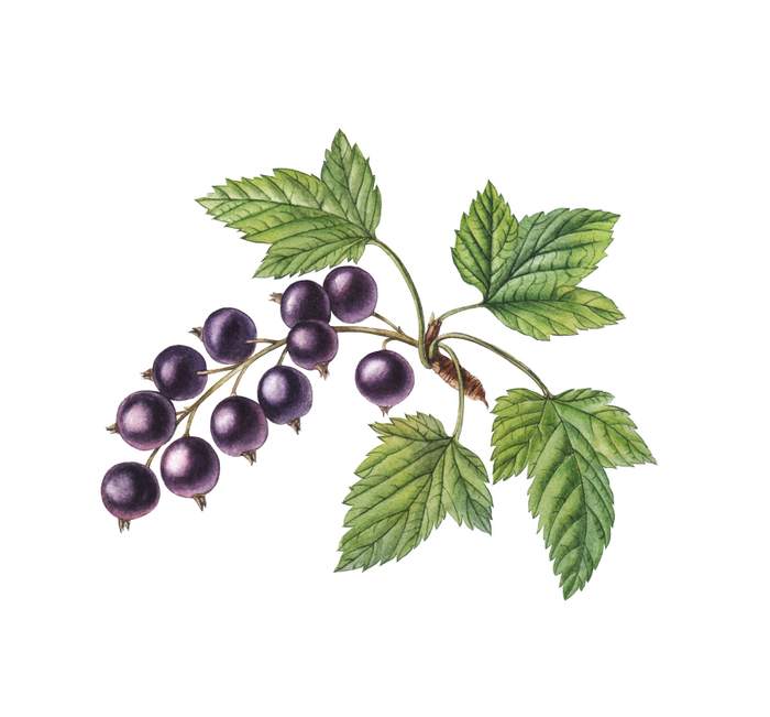 Чёрная смородина