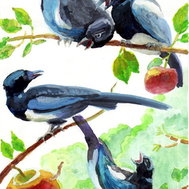 "ПТИЦЫ: сорока"