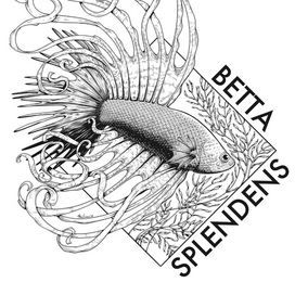 Рыбка-петушок