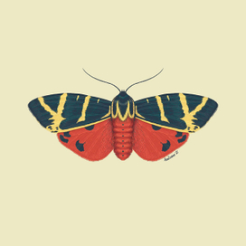 Медведица Гера (Callimorpha quadripunctaria)