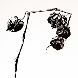 Nature Study. Physalis 3