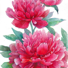 Красные пионы