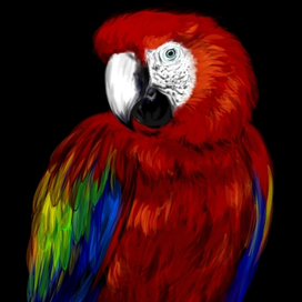 Красный Ара