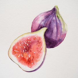 Инжир акварелью