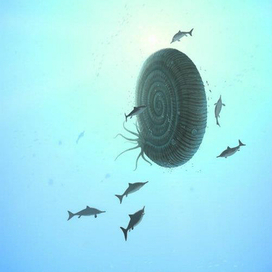 Эпивиргатит и молодые ихтиозавры