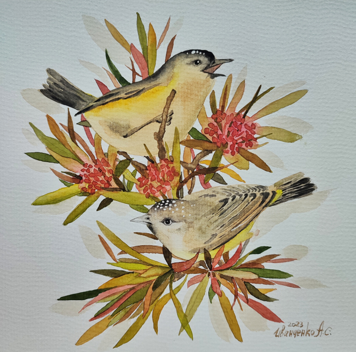 Желтопоясничные шипоклювки. Птицы