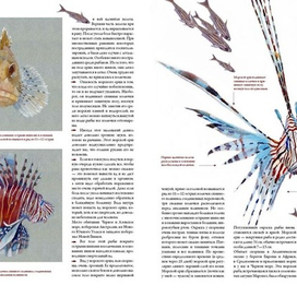для энциклопедии