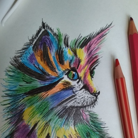 Кот