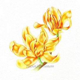 Магнолия чампака, Цветочные имена