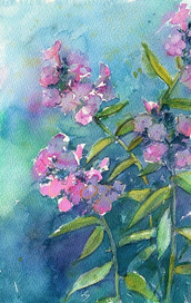 Последние флоксы