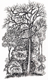 А. ФЕТ. стихотворения.