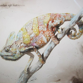 Хамелеон. акварель