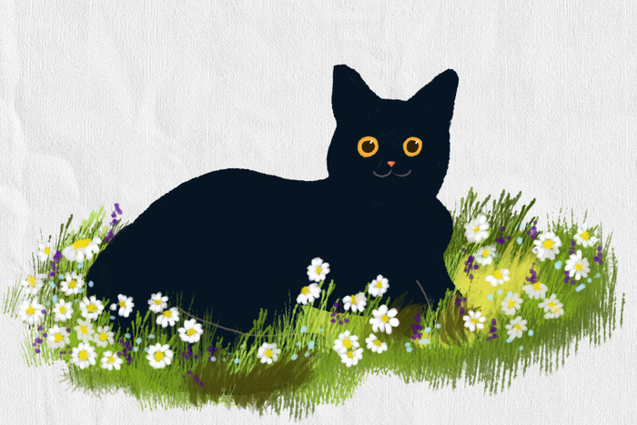 Кот в ромашках