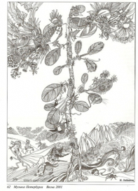 Фикус Религиозный