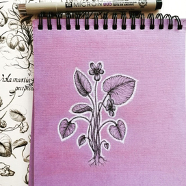 Ботаническая иллюстрация - фиалка