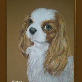 Кавалер Кинг Чарльз спаниель