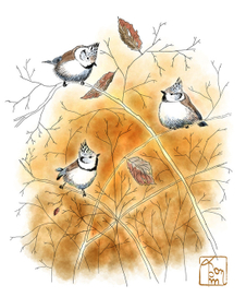 Хохлатые синицы