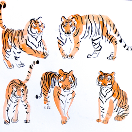 Зарисовки тигров 