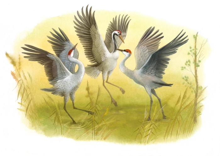 Журавли
