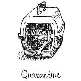 Отличие карантина от самоизоляции