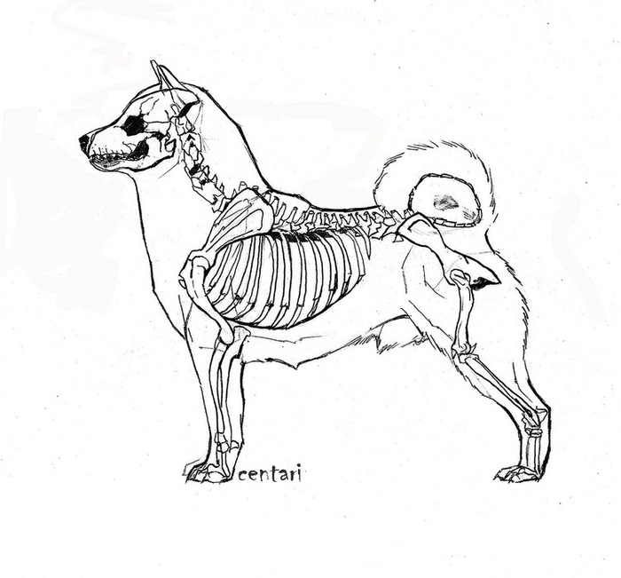 Строение сиба-ину
