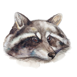 raccoon