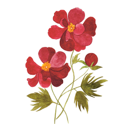 Маленький цветок