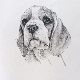 Щенок бигля